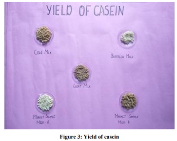 isolation of casein from milk